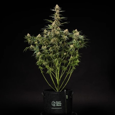 Grape Ape Auto semi cannabis Royal Queen Seeds