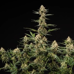 Grape Ape Auto semi cannabis Royal Queen Seeds