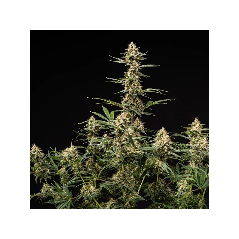 Grape Ape Auto semi cannabis Royal Queen Seeds