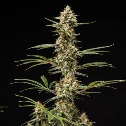 Grape Ape Auto semi cannabis Royal Queen Seeds