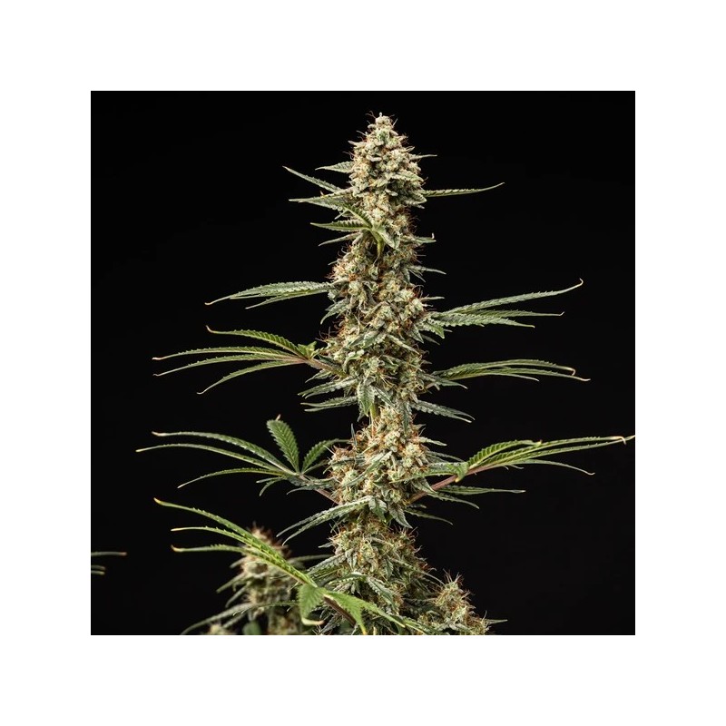 Grape Ape Auto semi cannabis Royal Queen Seeds