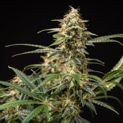 Grape Ape Auto semi cannabis Royal Queen Seeds