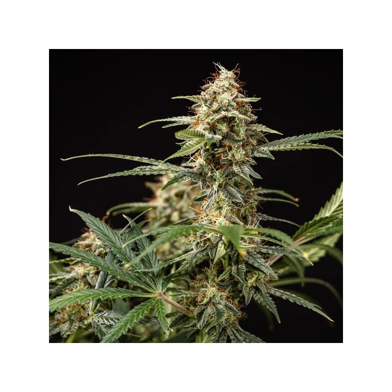 Grape Ape Auto semi cannabis Royal Queen Seeds