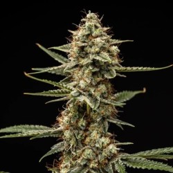Grape Ape Auto semi cannabis Royal Queen Seeds