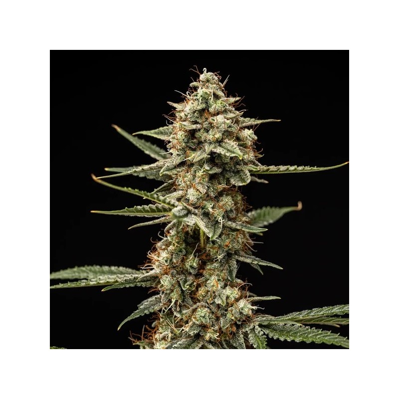 Grape Ape Auto semi cannabis Royal Queen Seeds