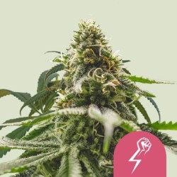 Green Crack Punch semi cannabis Royal Queen Seeds