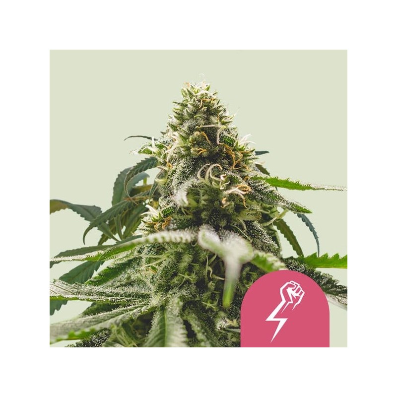 Green Crack Punch semi cannabis Royal Queen Seeds