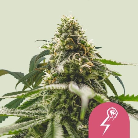 Green Crack Punch semi cannabis Royal Queen Seeds