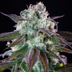 Green Crack Punch semi cannabis Royal Queen Seeds