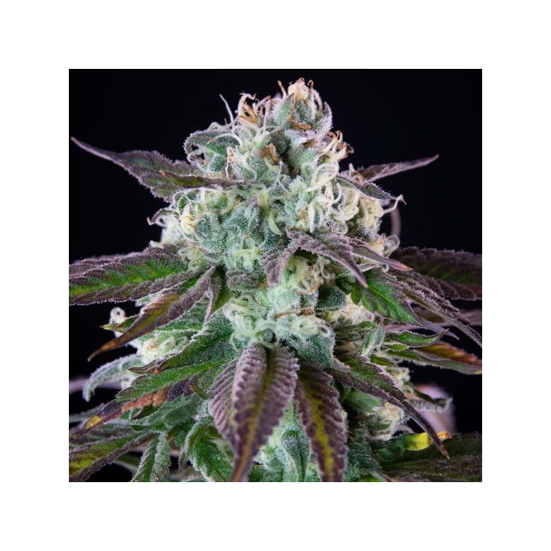 Green Crack Punch semi cannabis Royal Queen Seeds