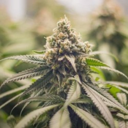 Green Crack Punch semi cannabis Royal Queen Seeds
