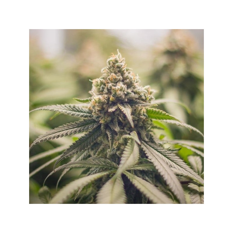 Green Crack Punch semi cannabis Royal Queen Seeds