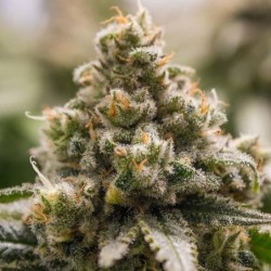 Green Crack Punch semi cannabis Royal Queen Seeds