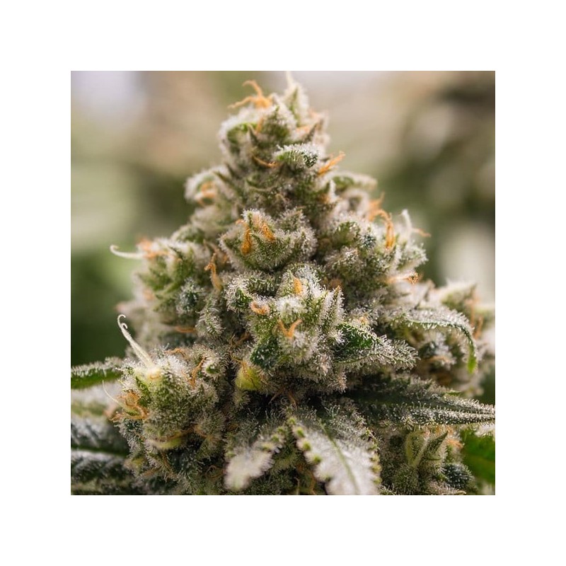 Green Crack Punch semi cannabis Royal Queen Seeds