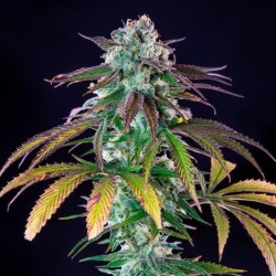 Green Crack Punch semi cannabis Royal Queen Seeds