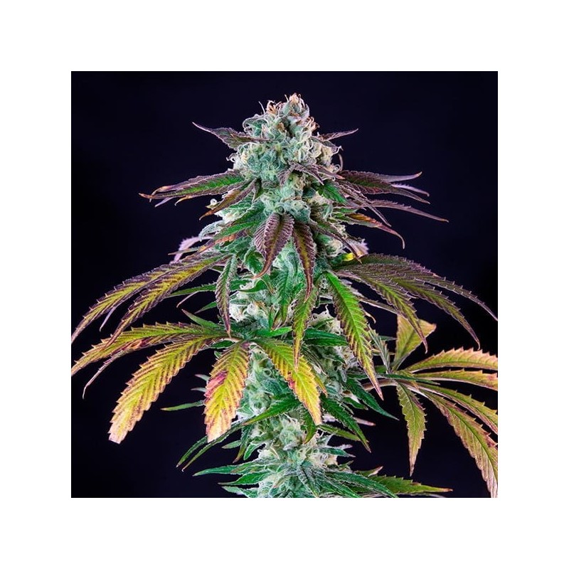 Green Crack Punch semi cannabis Royal Queen Seeds