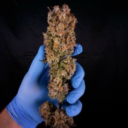 Green Crack Punch semi cannabis Royal Queen Seeds