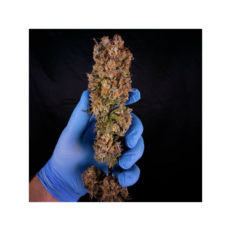 Green Crack Punch semi cannabis Royal Queen Seeds