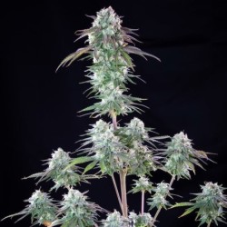 Green Crack Punch semi cannabis Royal Queen Seeds