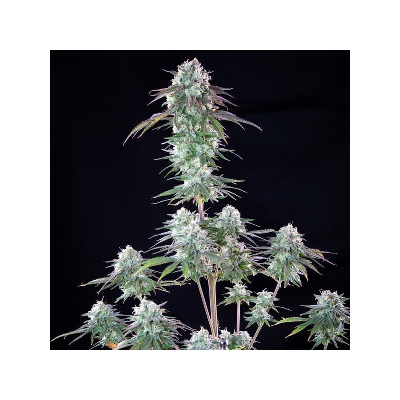 Green Crack Punch semi cannabis Royal Queen Seeds