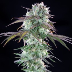 Green Crack Punch semi cannabis Royal Queen Seeds