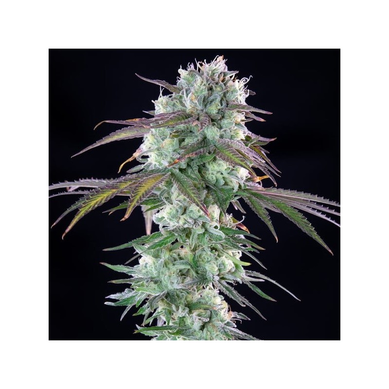 Green Crack Punch semi cannabis Royal Queen Seeds
