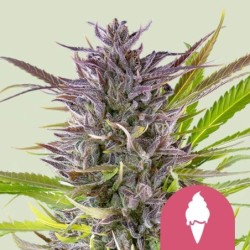 Green Gelato semi cannabis Royal Queen Seeds