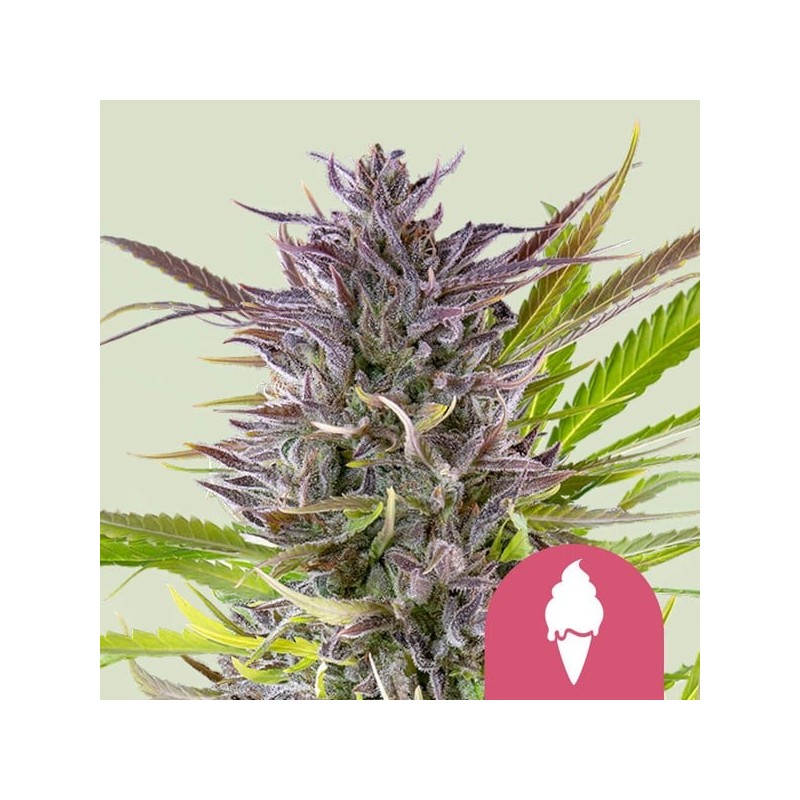 Green Gelato semi cannabis Royal Queen Seeds