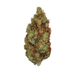 Green Gelato semi cannabis Royal Queen Seeds