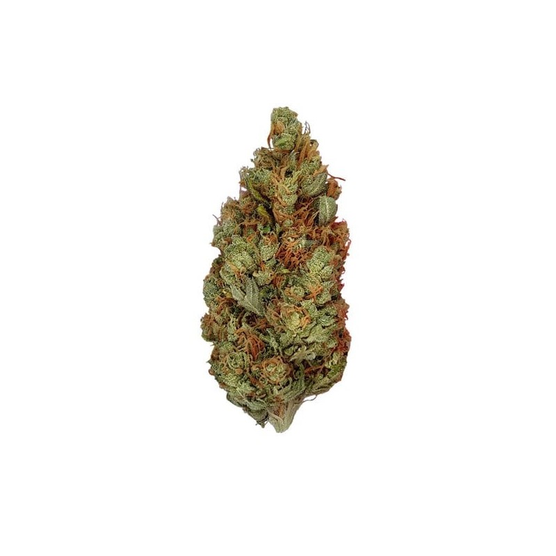 Green Gelato semi cannabis Royal Queen Seeds