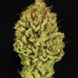 Green Gelato semi cannabis Royal Queen Seeds