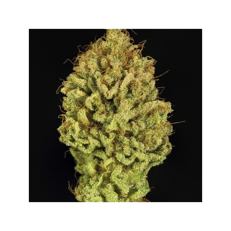 Green Gelato semi cannabis Royal Queen Seeds
