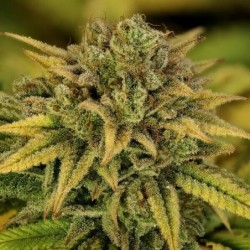 Green Gelato semi cannabis Royal Queen Seeds