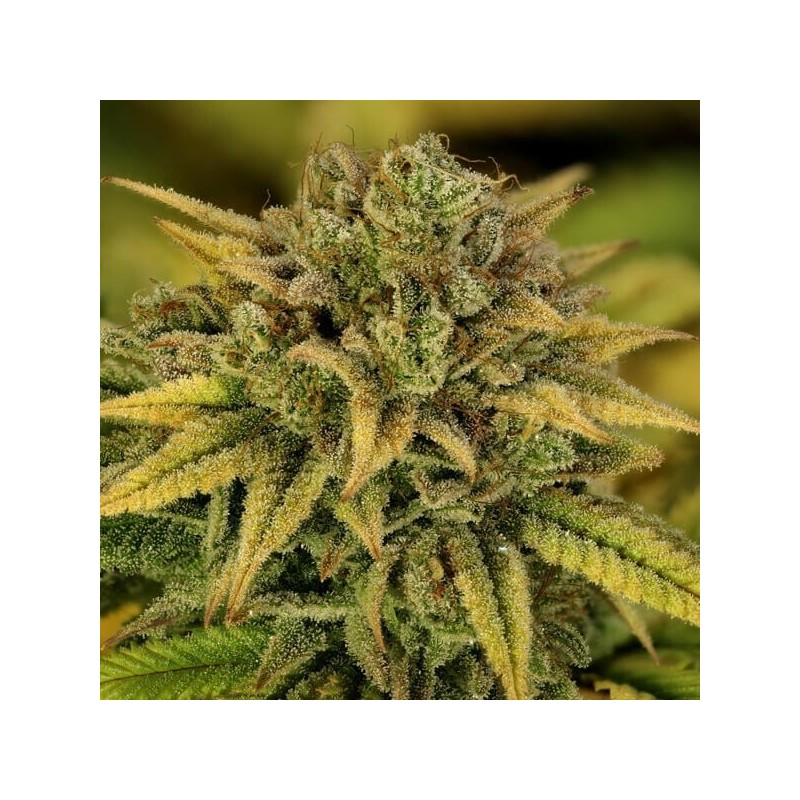 Green Gelato semi cannabis Royal Queen Seeds