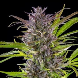Green Gelato semi cannabis Royal Queen Seeds