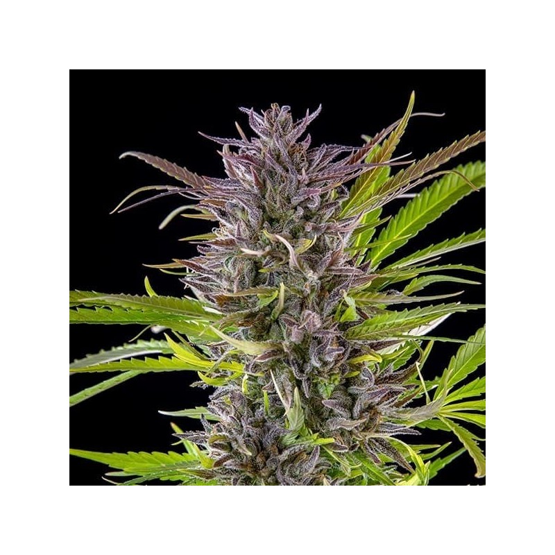 Green Gelato semi cannabis Royal Queen Seeds