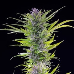 Green Gelato semi cannabis Royal Queen Seeds