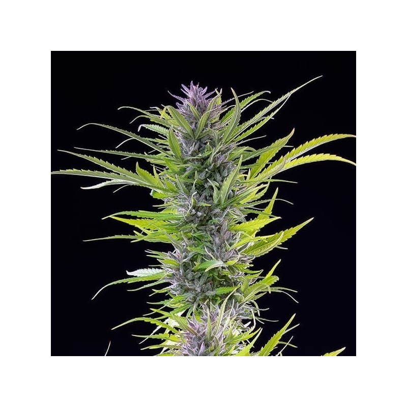 Green Gelato semi cannabis Royal Queen Seeds