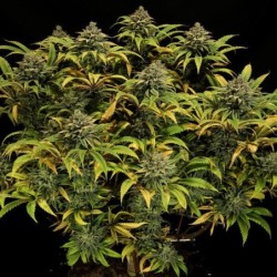 Green Gelato semi cannabis Royal Queen Seeds