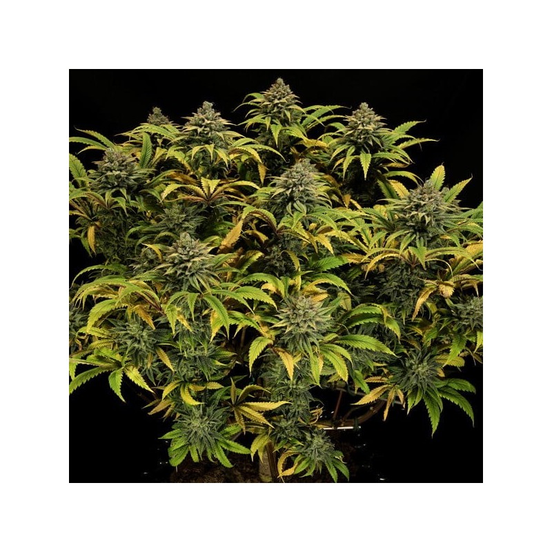 Green Gelato semi cannabis Royal Queen Seeds