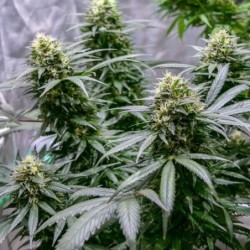 Green Gelato semi cannabis Royal Queen Seeds