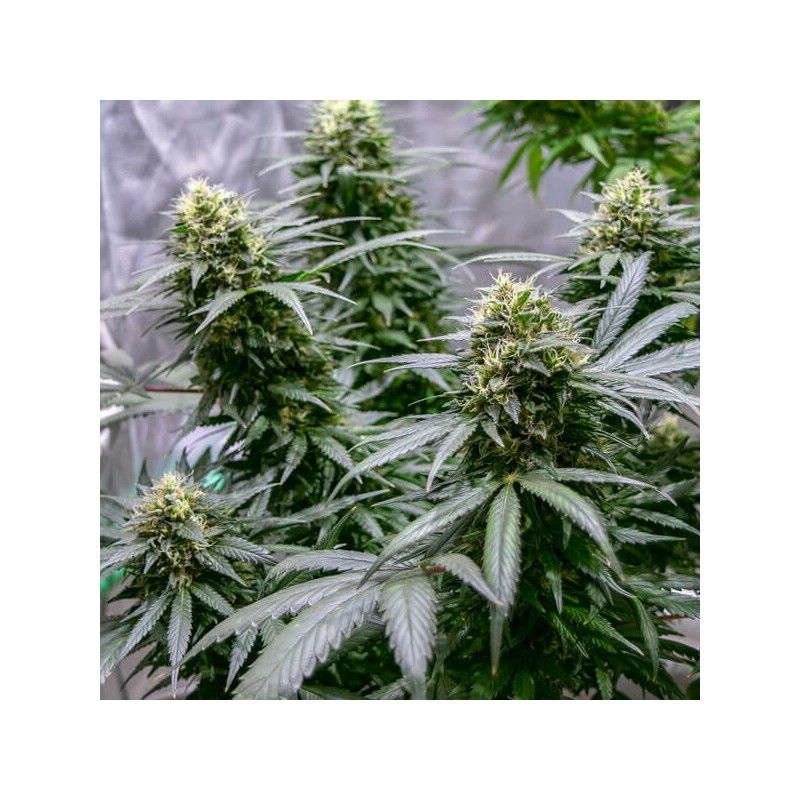 Green Gelato semi cannabis Royal Queen Seeds