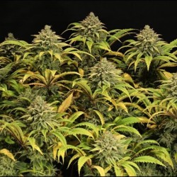 Green Gelato semi cannabis Royal Queen Seeds