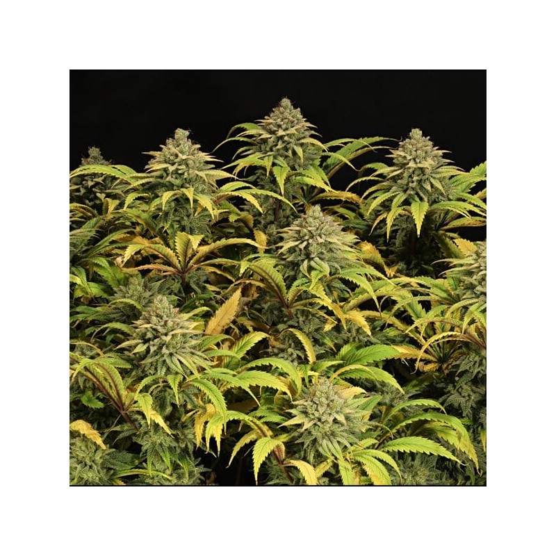 Green Gelato semi cannabis Royal Queen Seeds