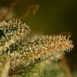 Green Gelato semi cannabis Royal Queen Seeds