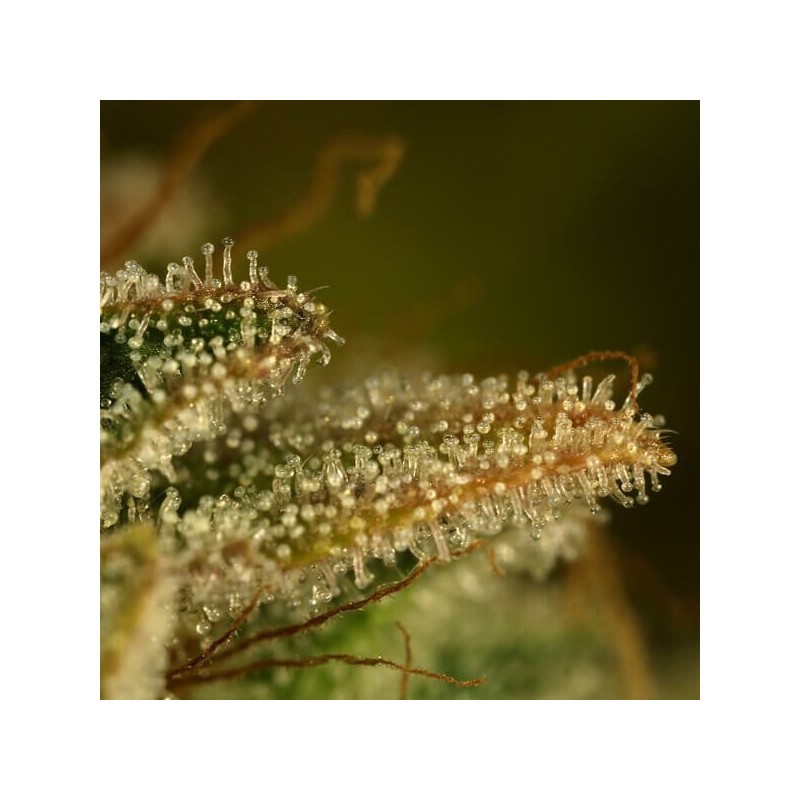 Green Gelato semi cannabis Royal Queen Seeds