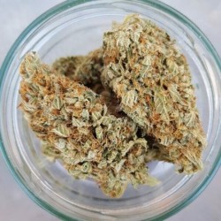 Green Gelato semi cannabis Royal Queen Seeds