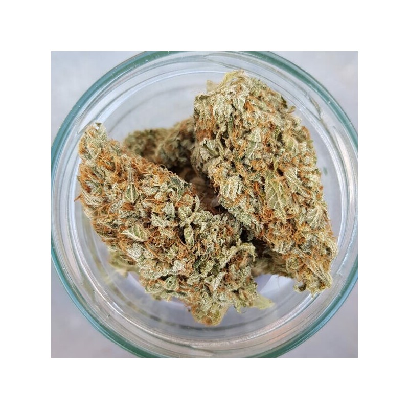 Green Gelato semi cannabis Royal Queen Seeds