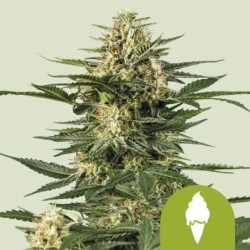 Green Gelato Auto semi cannabis Royal Queen Seeds