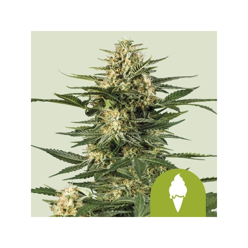 Green Gelato Auto semi cannabis Royal Queen Seeds